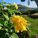 Alba In Vigna
