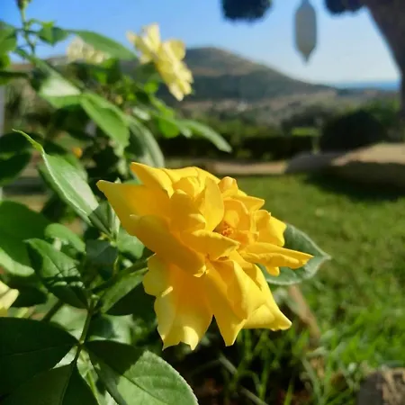 Alba In Vigna
