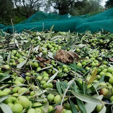 בית אירוח Alba In Vigna